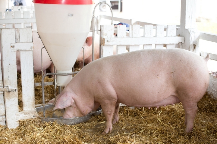 5 Things You Need to Know About Raising a Pig