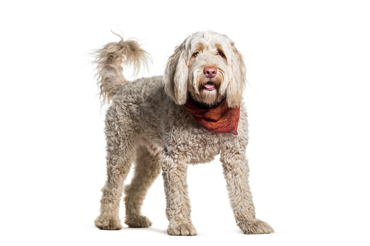 7 Guidelines for Owning a Portuguese Water Dog
