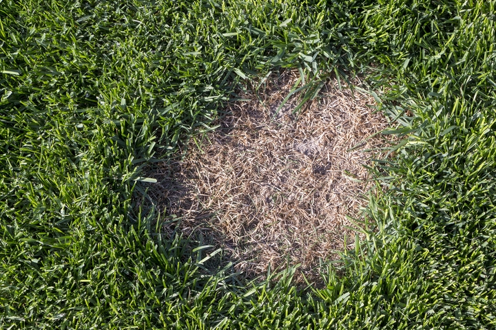 6 Lawn Diseases to Watch out for This Summer