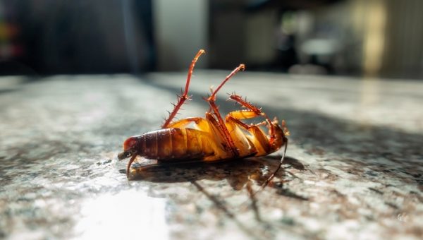 6 Tips to Keep Pests Away from Your Home