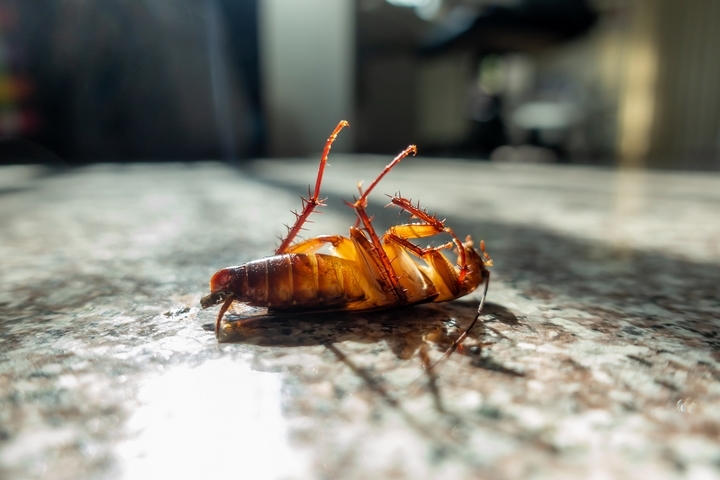 6 Tips to Keep Pests Away from Your Home