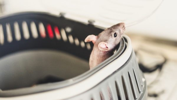 How to Scare Rats Away in Homes