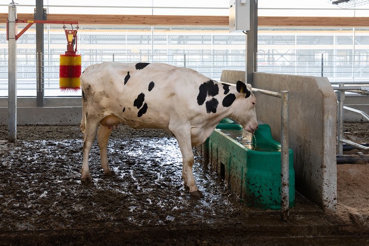 How to Keep Livestock Water Clean