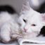 How to Tell If a Cat Is Sick: 10 Signs